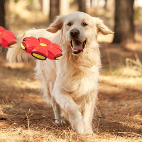 Brinquedo Voador para Cães com Função 2 em 1 - SkyHound - Tiger Express